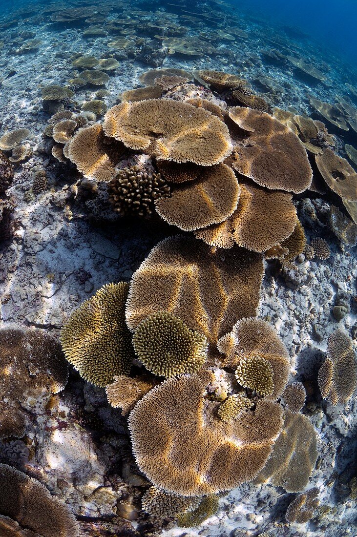Sunlit coral reef