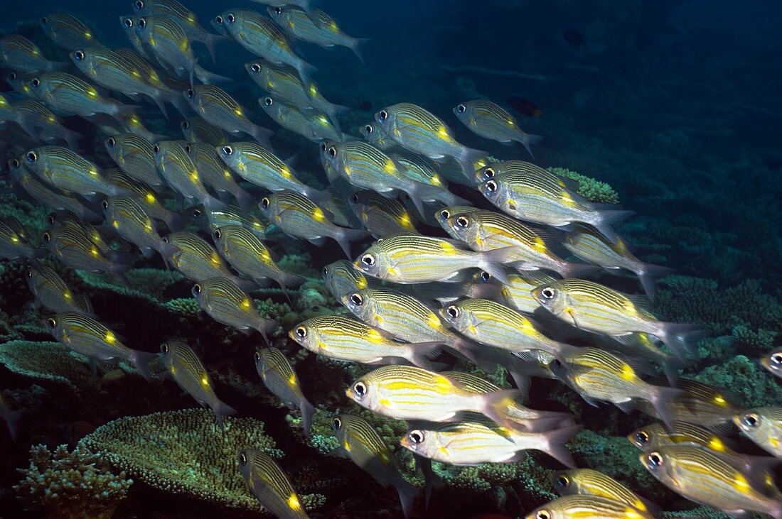 Yellowspot emperor fish