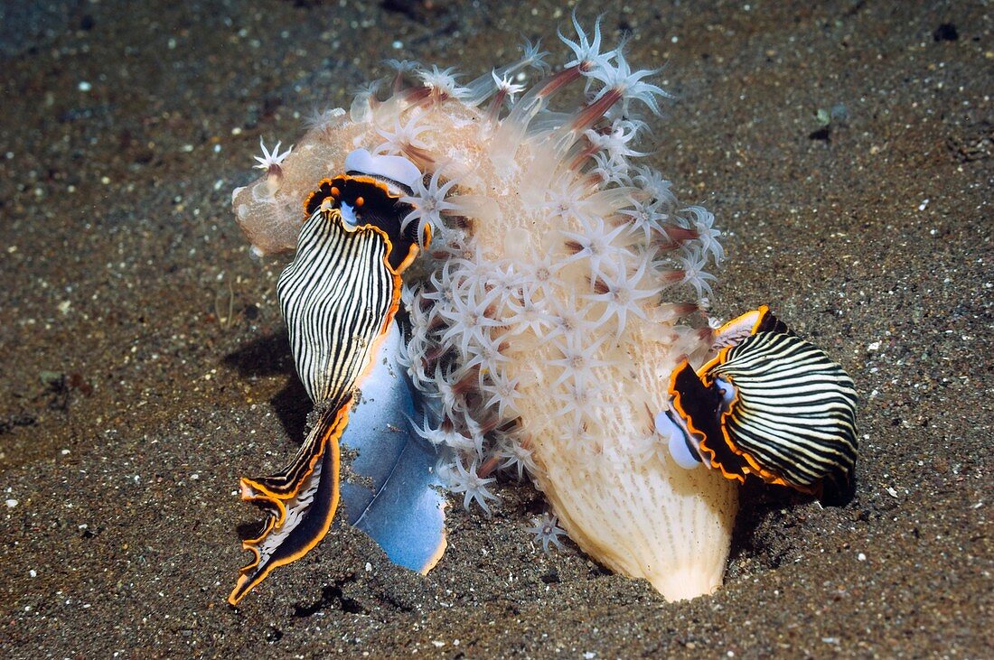 Nudibranchs on a sea pen