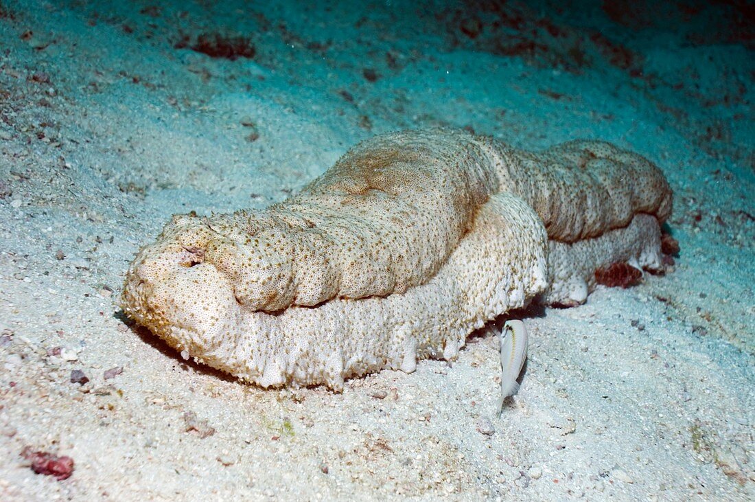 Prickly redfish sea cucumber