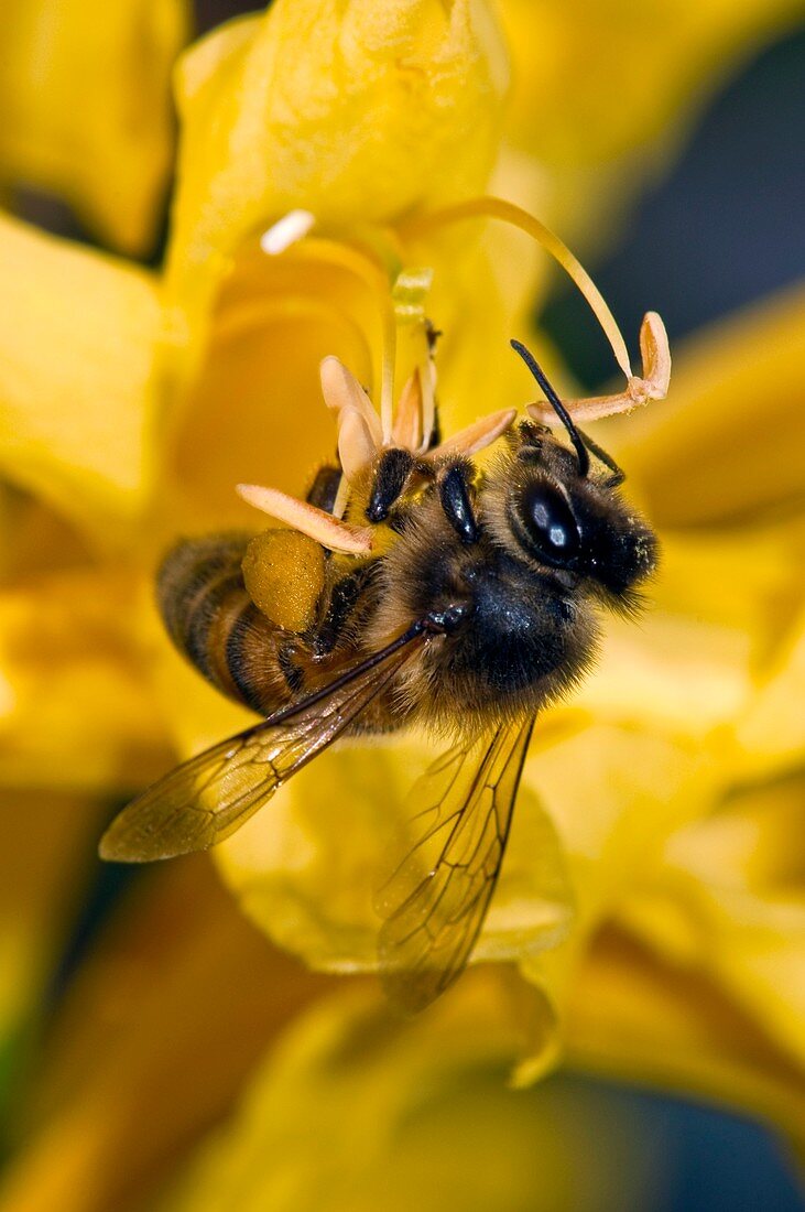 Honeybee feeding