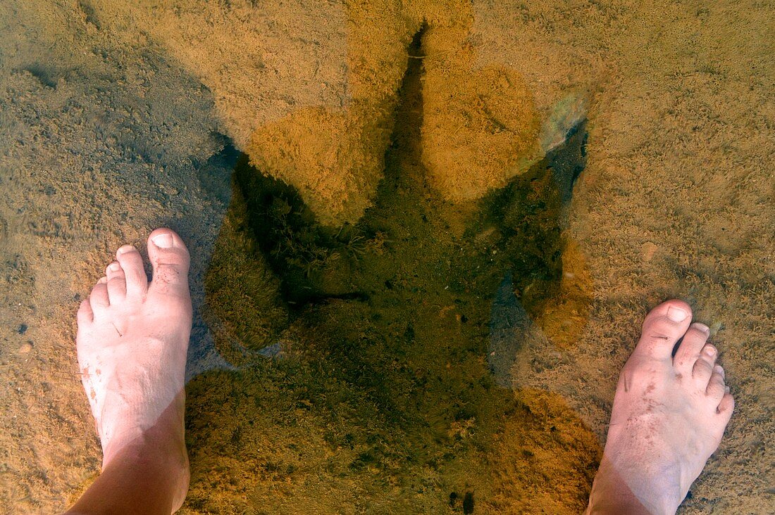 Dinosaur footprint