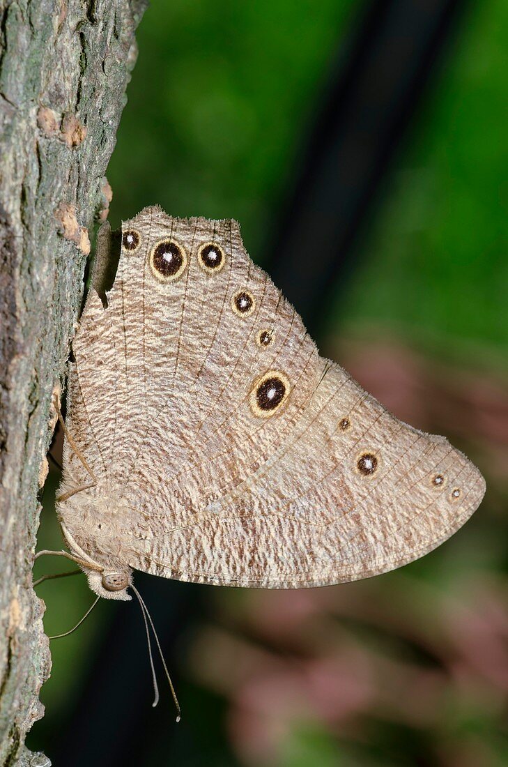 Common evening brown butterfly