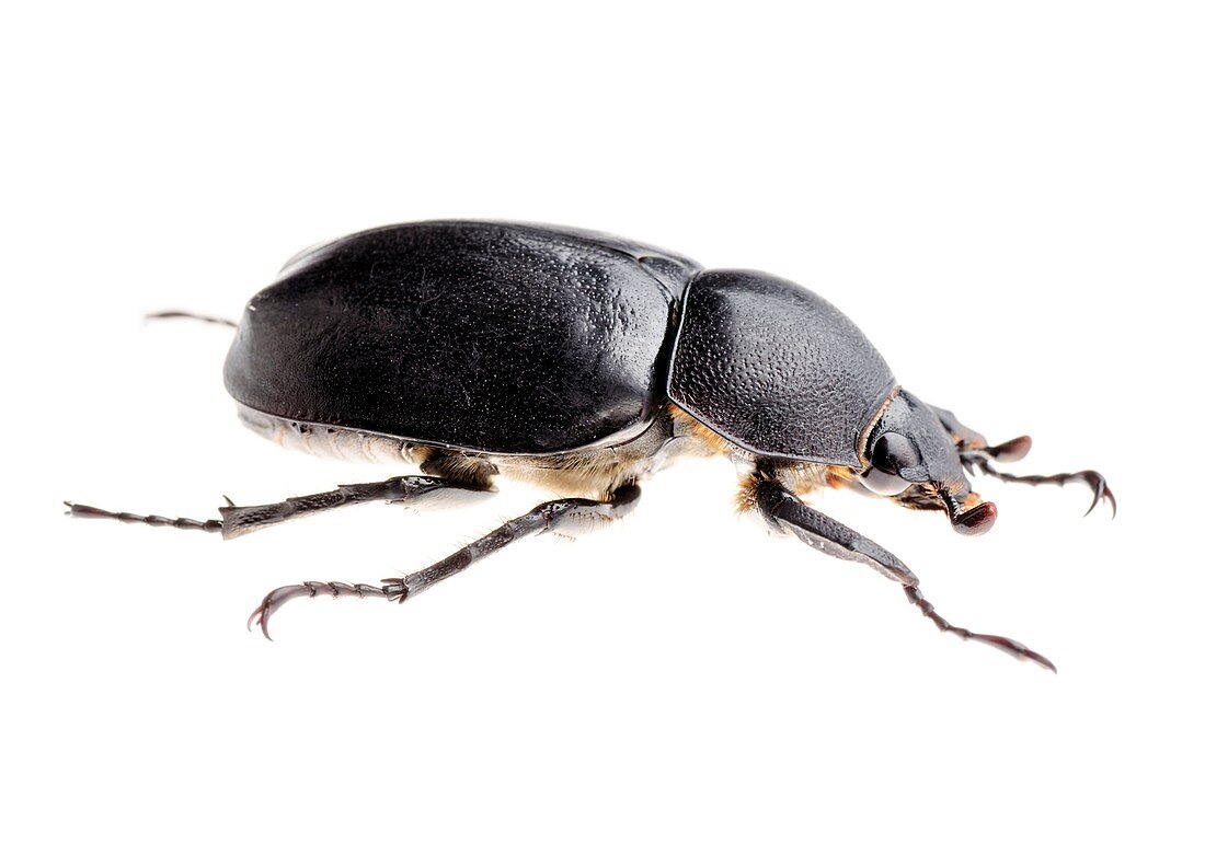 Siamese rhinoceros beetle