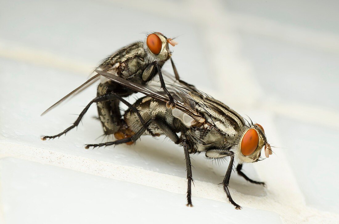 Horse-flies mating
