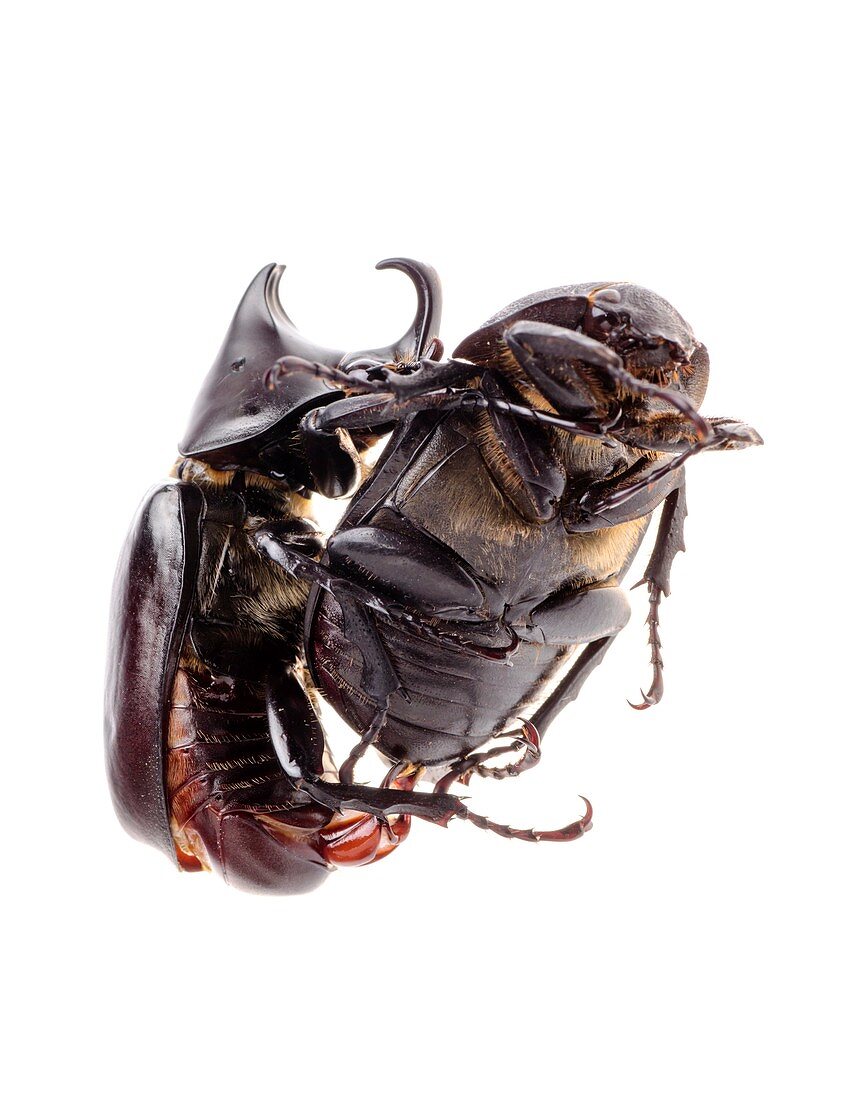 Siamese rhinoceros beetles mating