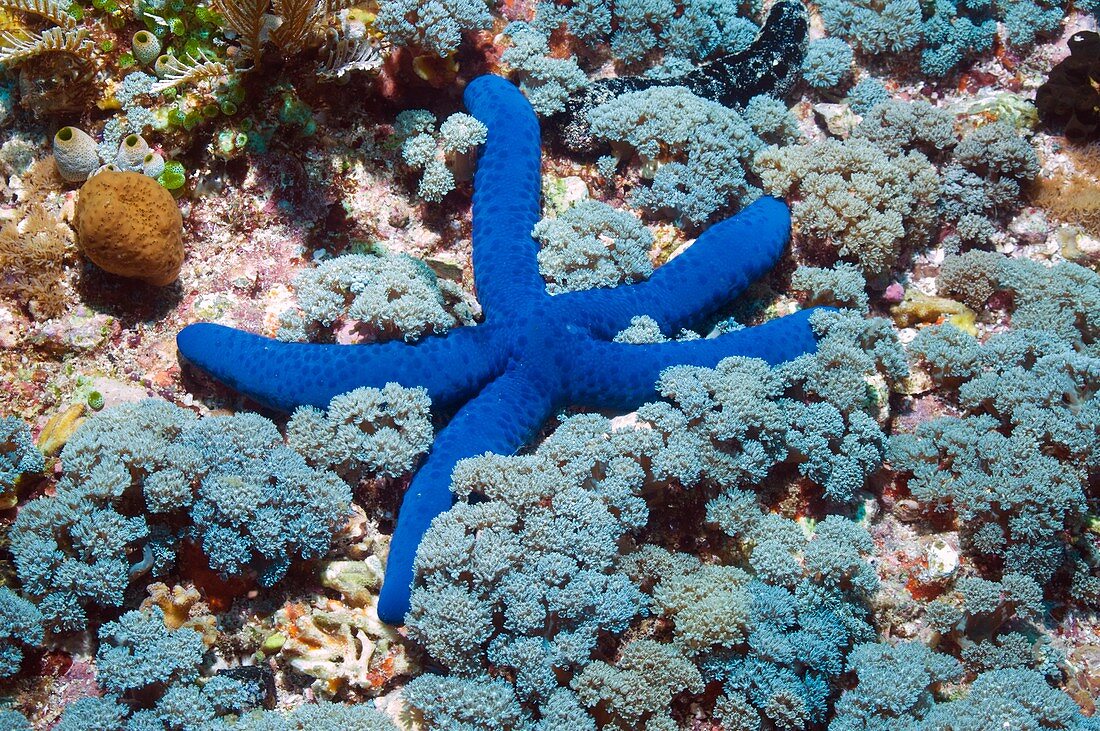 Blue linckia starfish