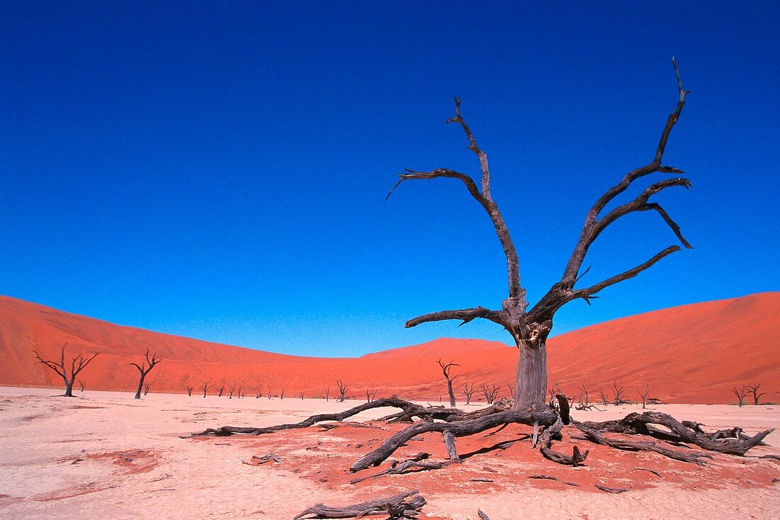 Dead Vlei,Namibia