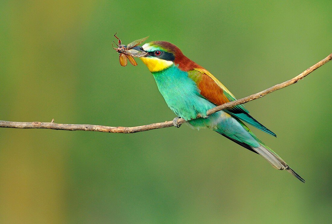 European bee-eater with an insect