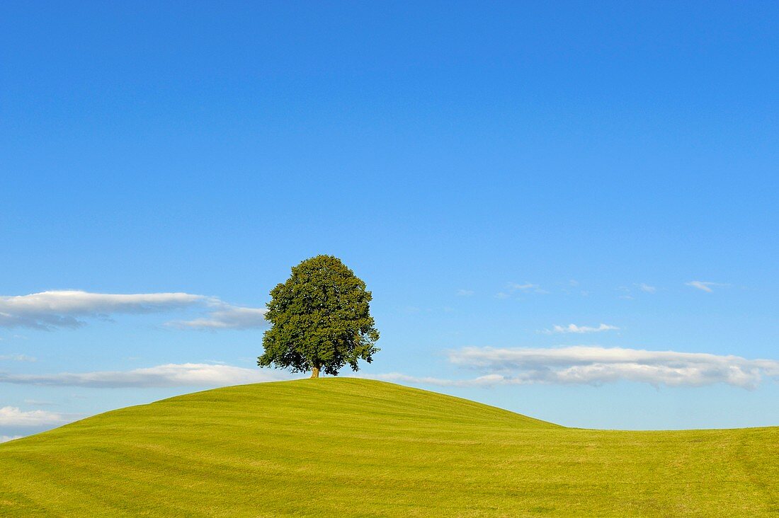 Linden tree on a hill-top