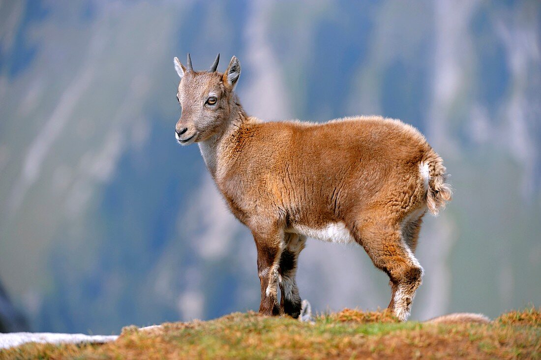 Young Alpine ibex