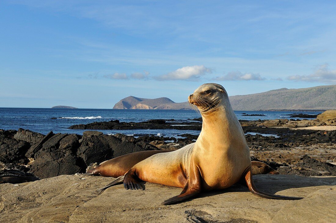 Galapagos sea lion resting on a rock
