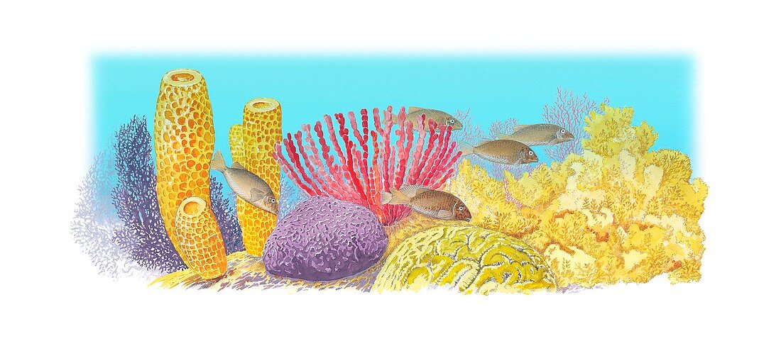 Coral sea,artwork