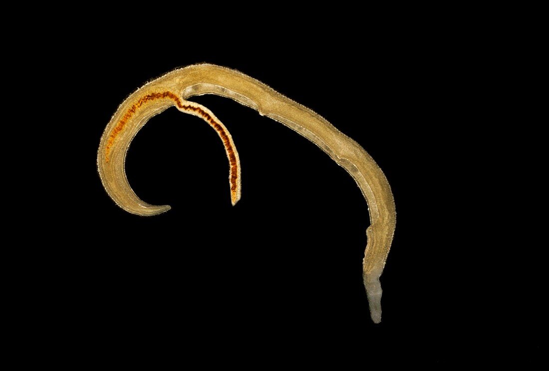 Schistosome flukes mating,micrograph