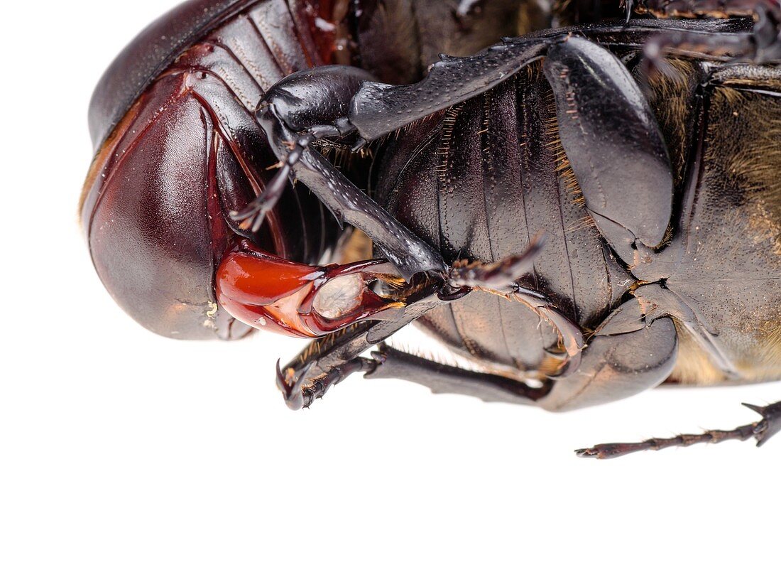 Siamese rhinoceros beetles mating