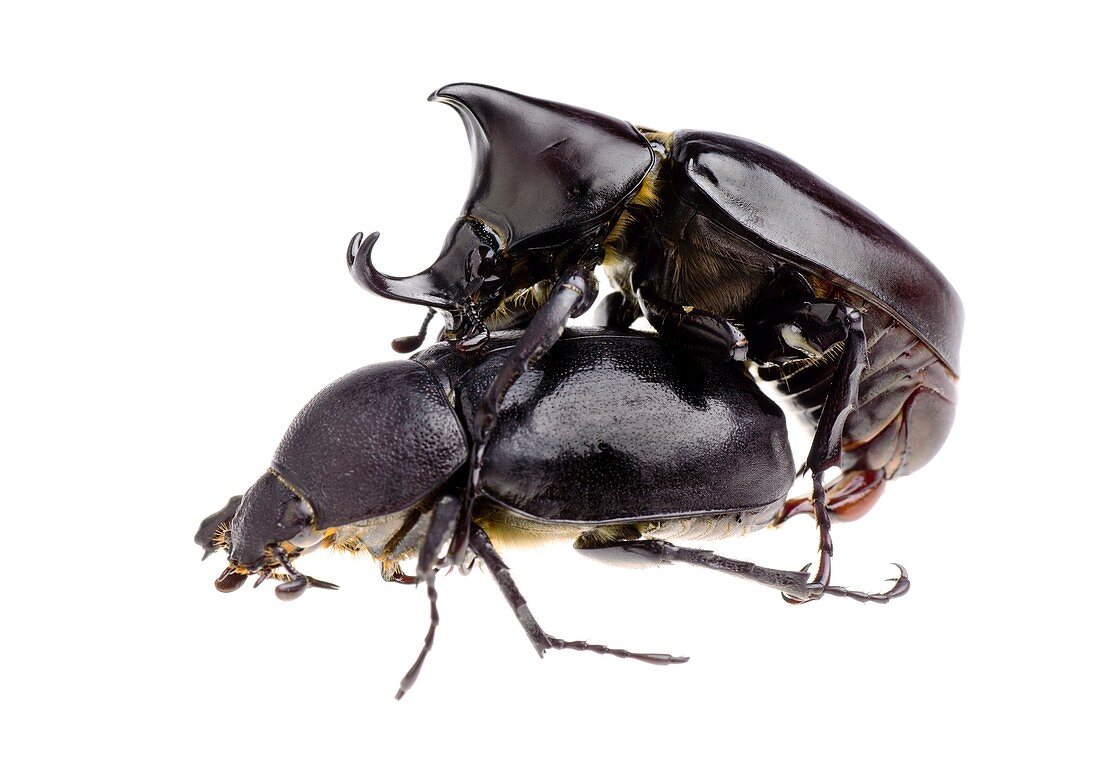 Siamese rhinoceros beetles mating