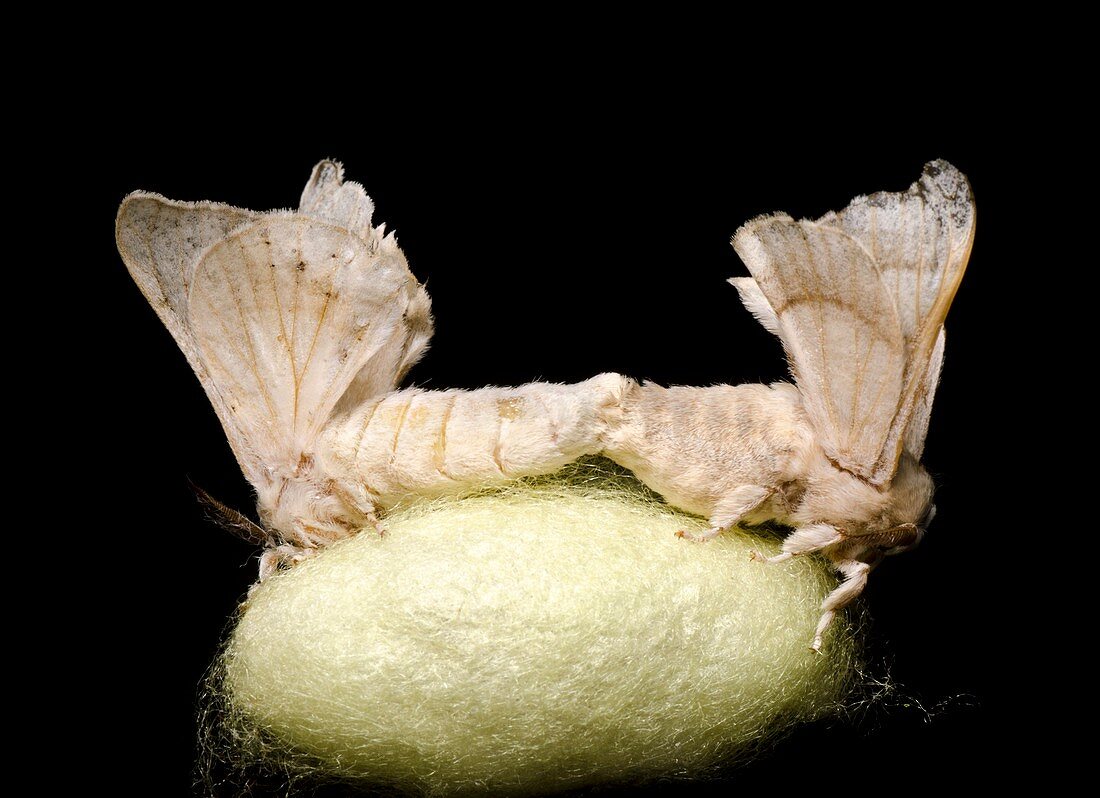 Silkmoths mating on a cocoon