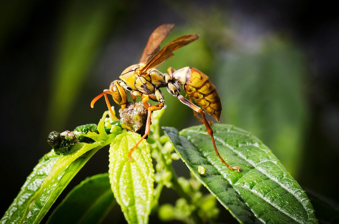 Taiwan hornet feeding on a caterpillar