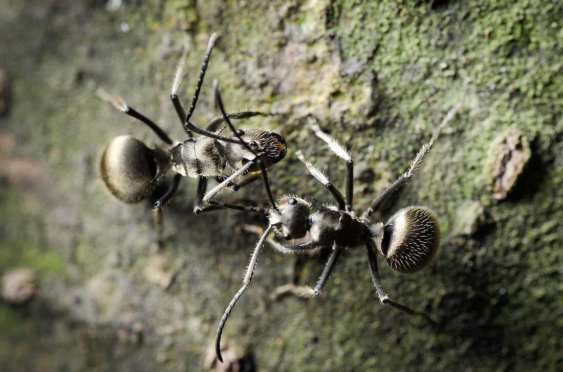 Worker ants