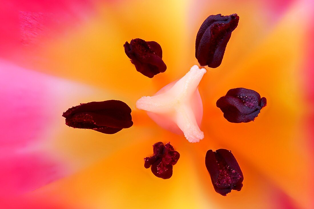 Tulipa sp. flower,light micrograph