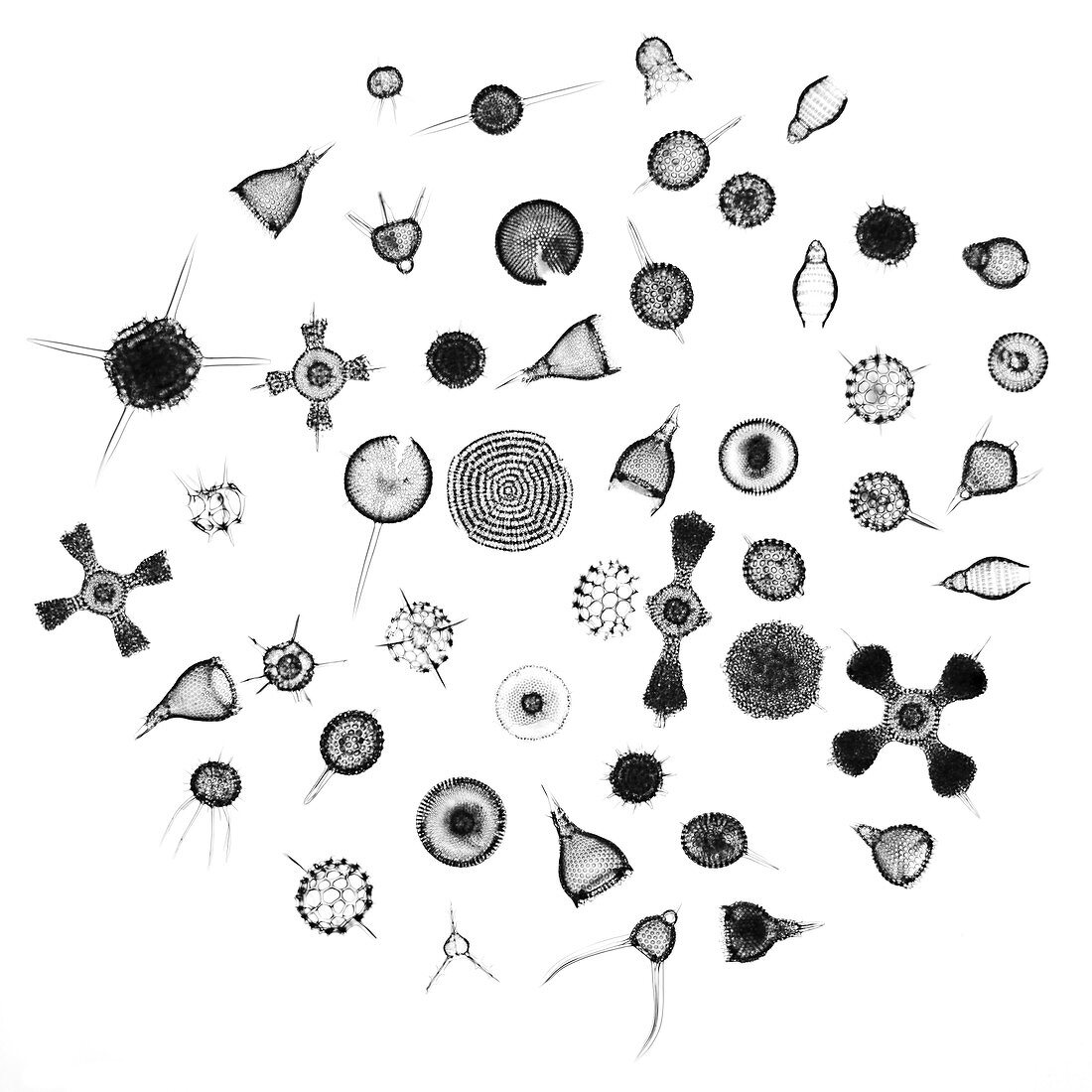 Radiolaria,light micrograph