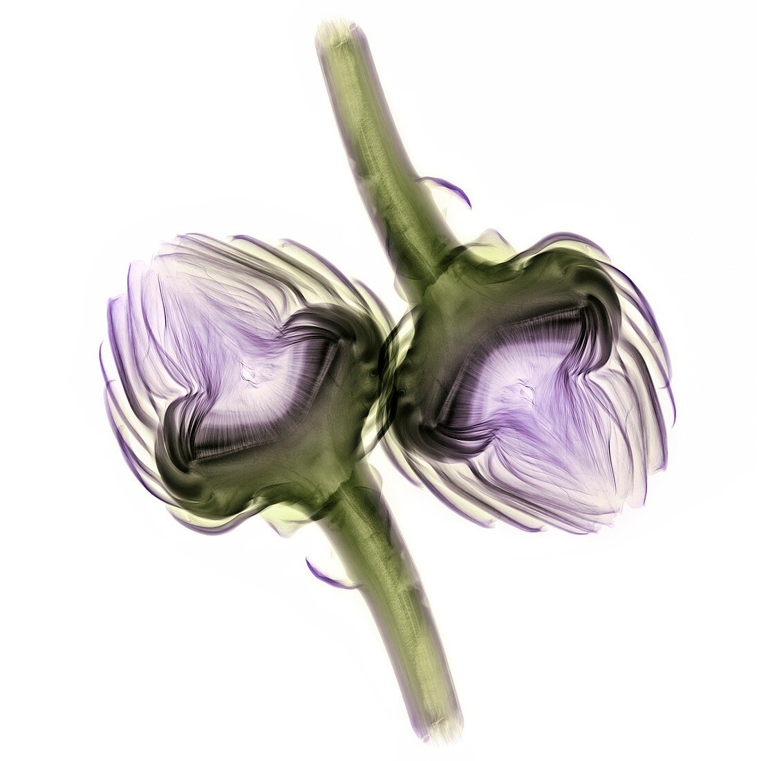 Artichoke (Cynara cardunculus),X-ray