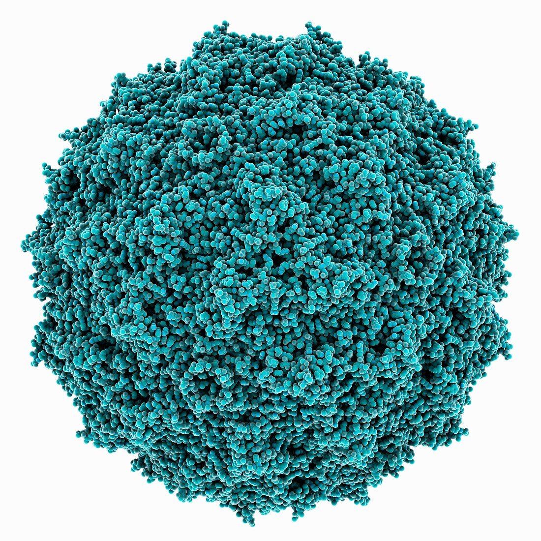 Bombyx mori densovirus 1 capsid