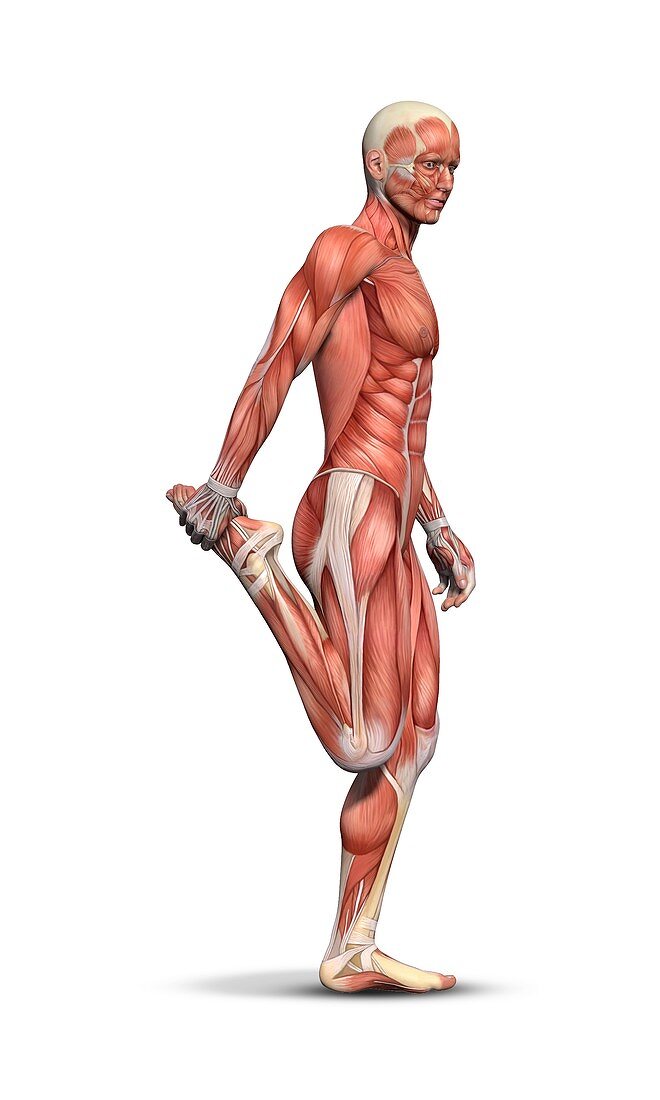 Male muscle structure,artwork