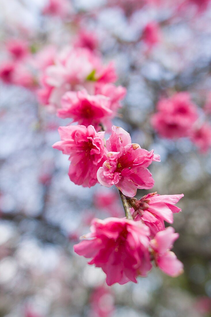 Cherry Blossom,Japan