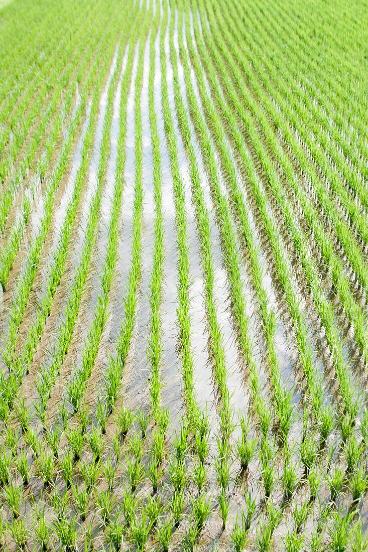 Rice paddy,Mie prefecture,Japan