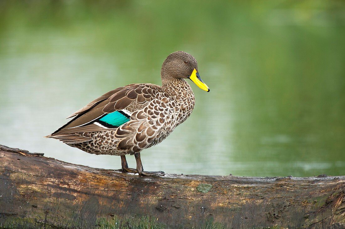 Yellow-billed duck on a branch