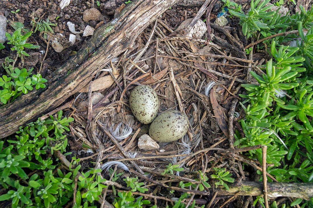 Hartlaubs gull eggs in a nest