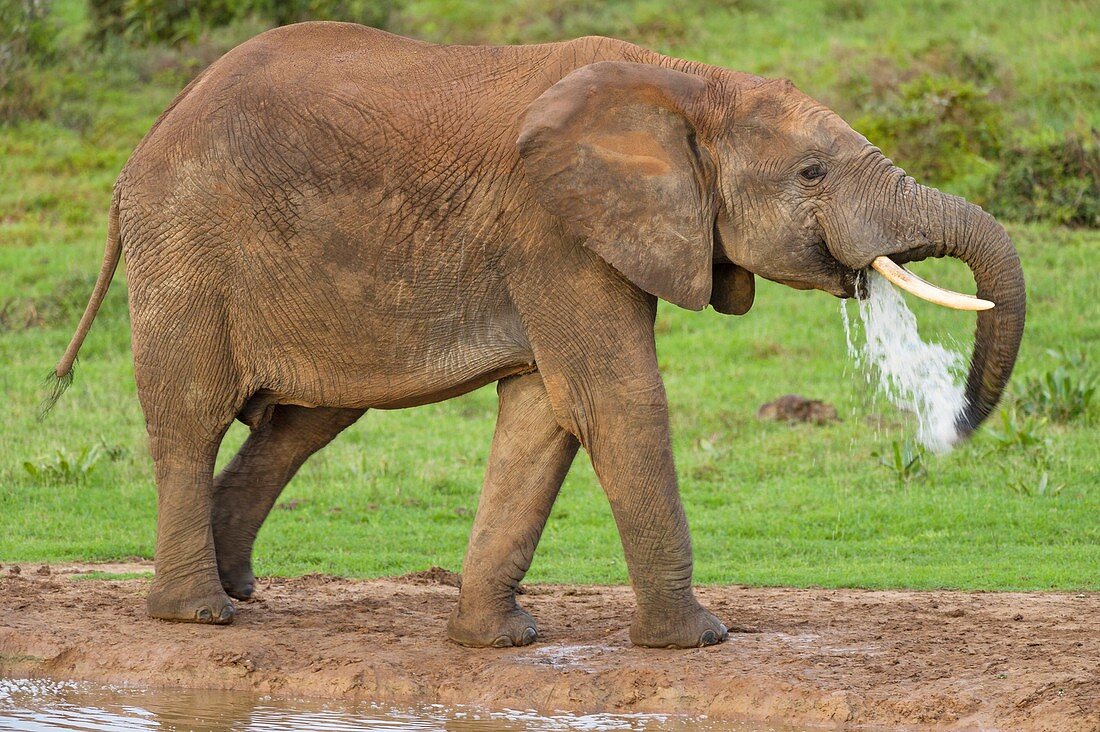 African elephant drinking