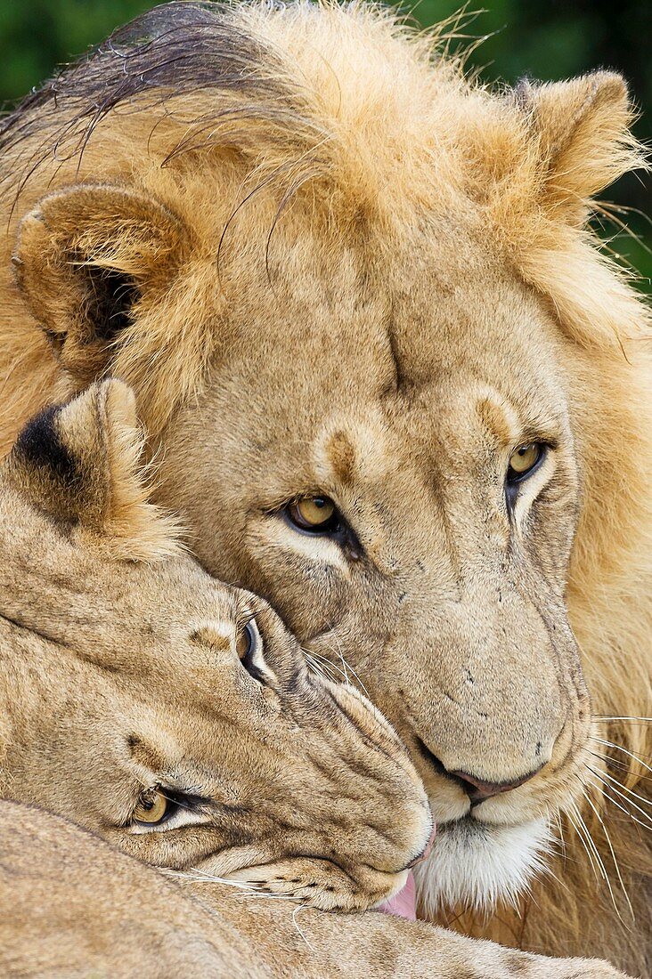 African lions