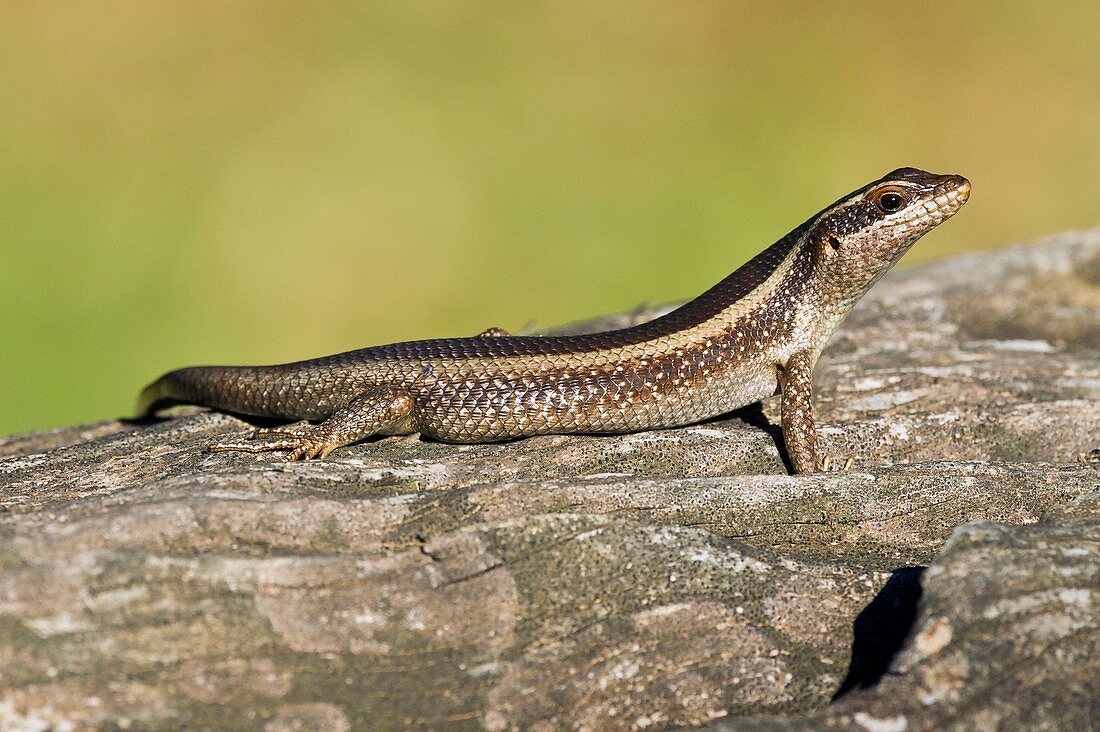 African striped skink on a rock