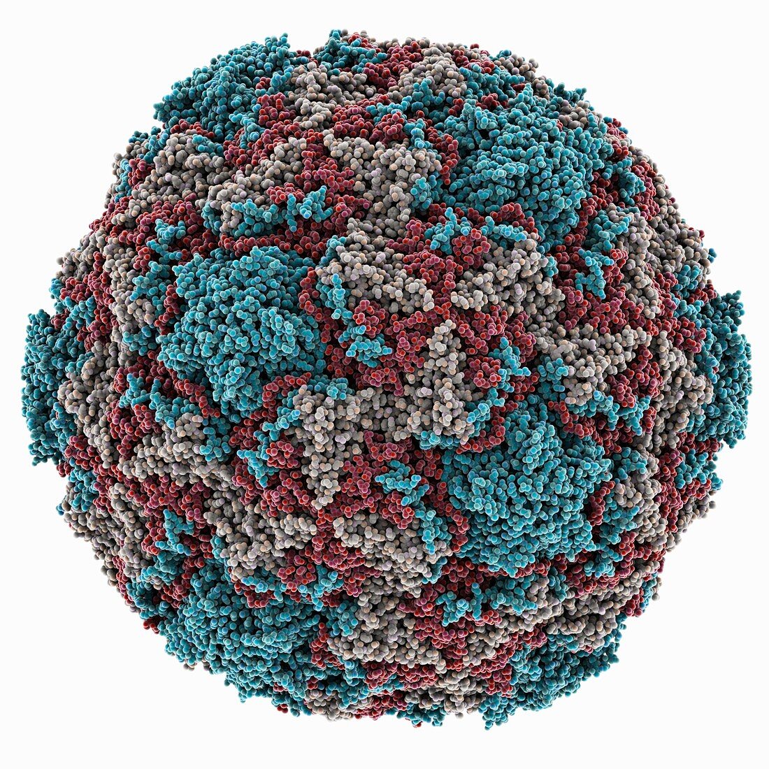 Rhinovirus 14 capsid,molecular model