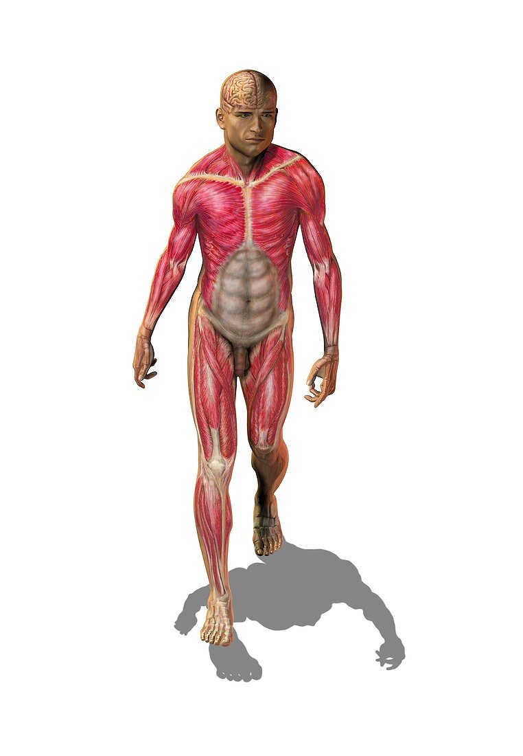 Superficial human muscles,artwork