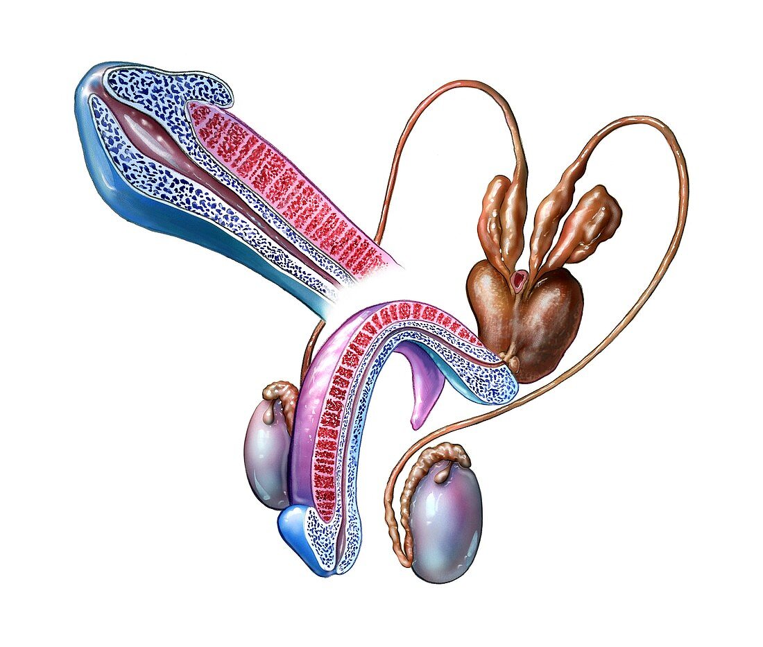 Male genital anatomy,artwork