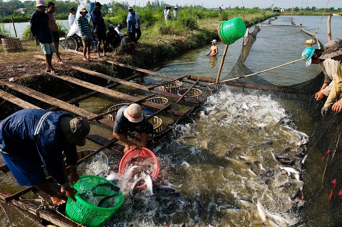 Organic fish farm,Vietnam
