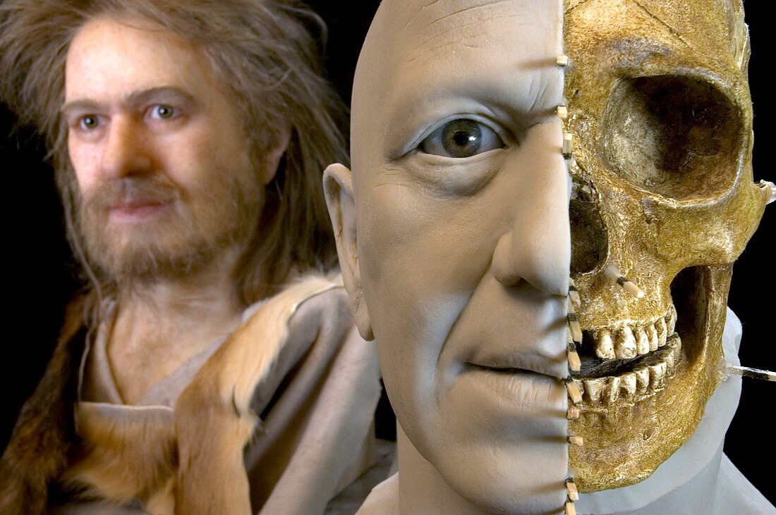 Prehistoric hunter and fossil skull
