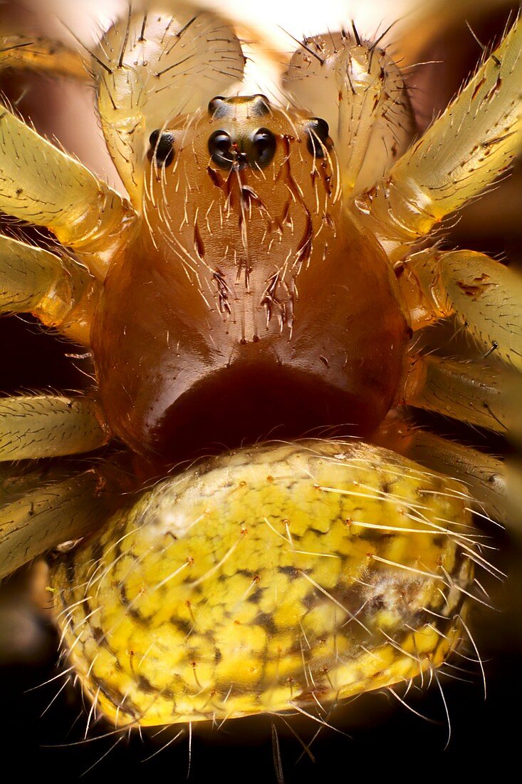 Yellow spider