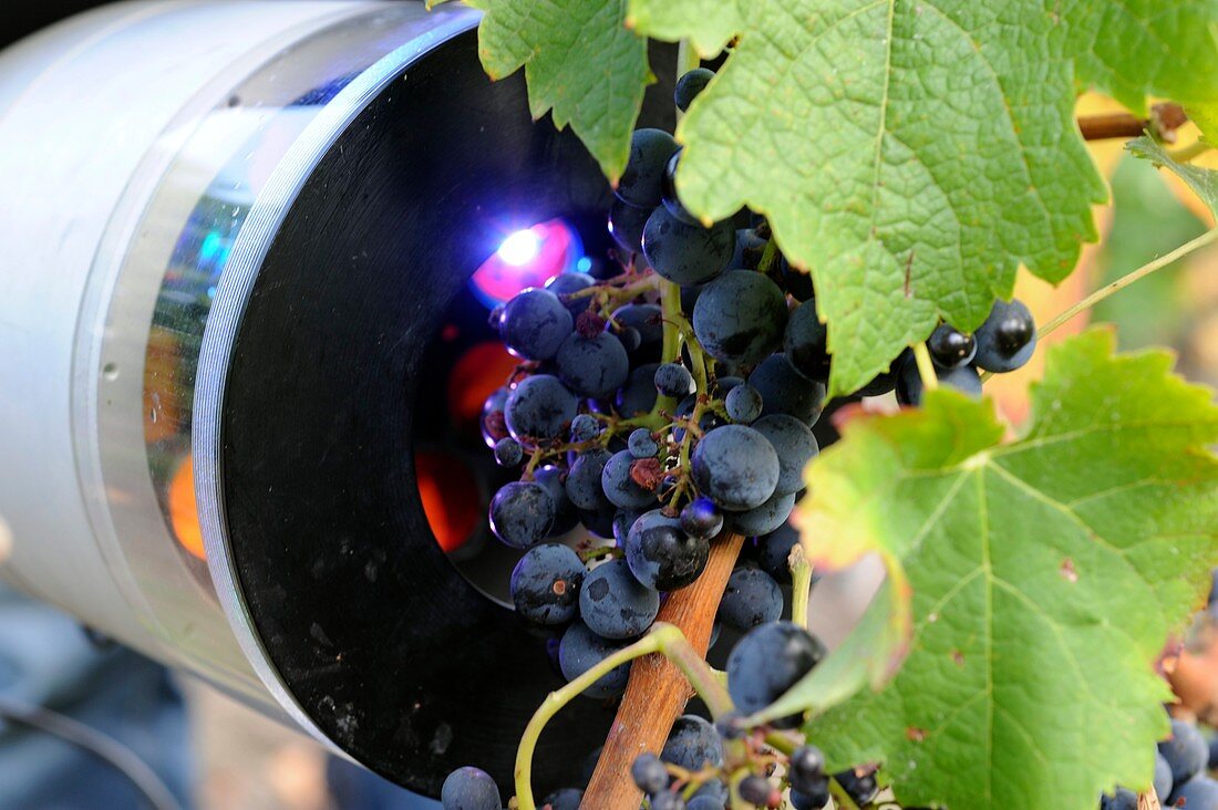 Measuring the maturity of grapes