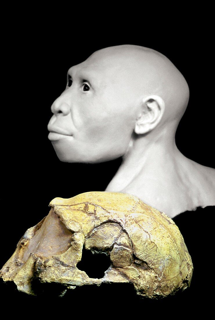 Homo georgicus model and skull