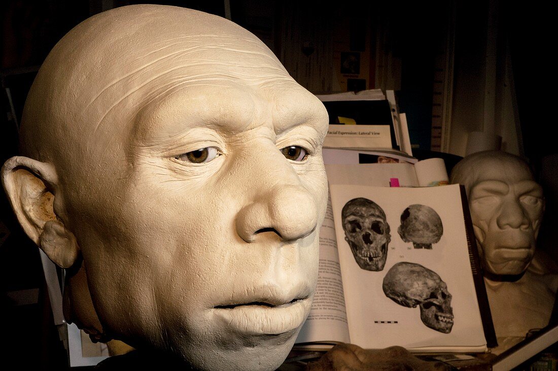 Neanderthal model head