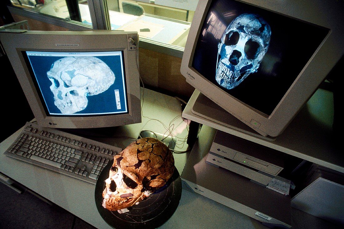 Neanderthal fossil skull reconstruction