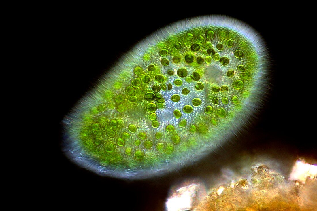 Paramecium bursaria protozoan,light micr