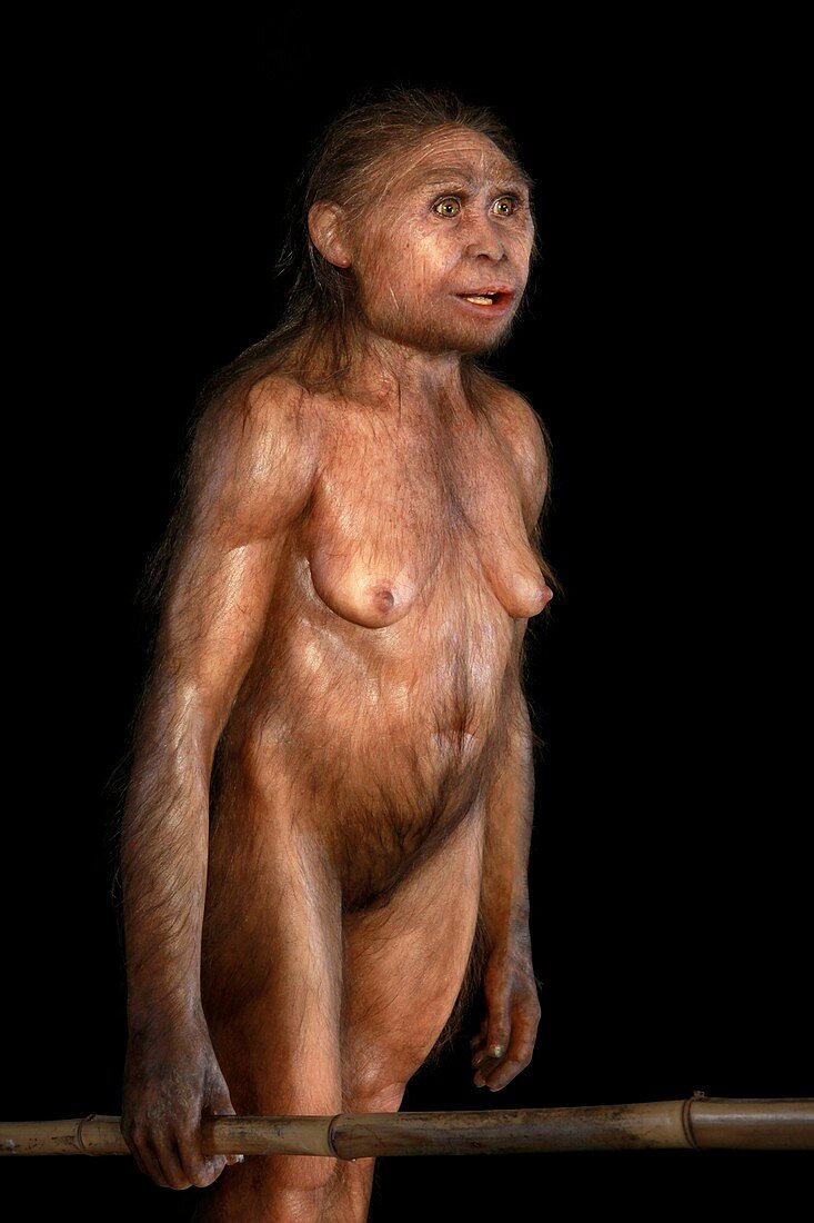 Homo floresiensis model