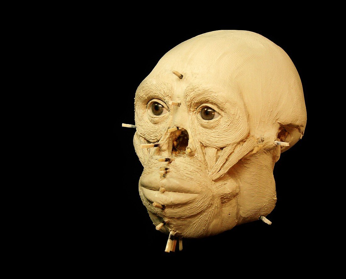 Homo floresiensis model skull