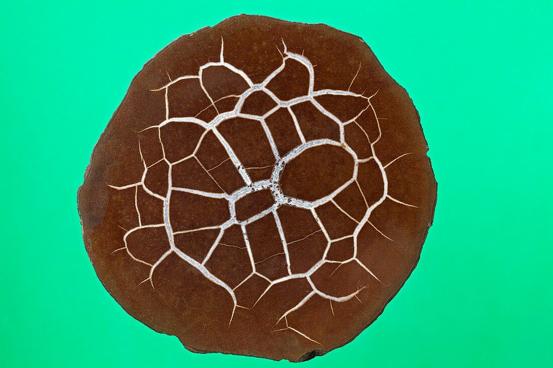 Septarian nodule