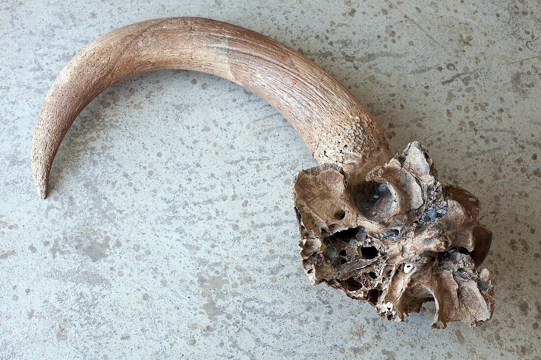 Ox horn fossil